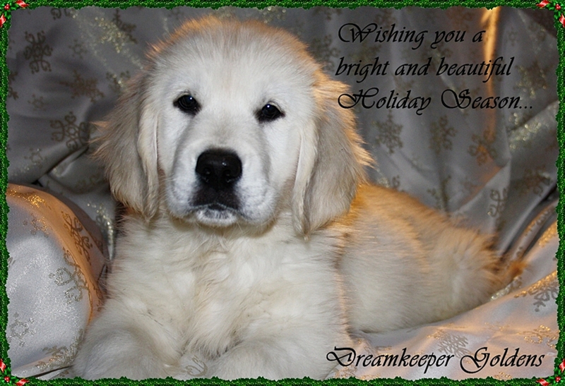 Dreamkeeper Goldens - Home Of Exquisite English-style Golden Retrievers